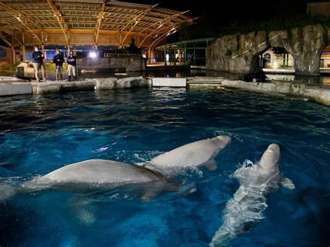 Five whales came to a Connecticut aquarium in 2021. Three have now died